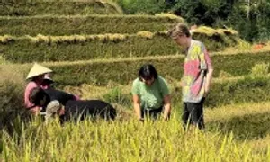 Khách Tây gặt lúa ở Hà Giang Khách Tây gặt lúa ở Hà Giang